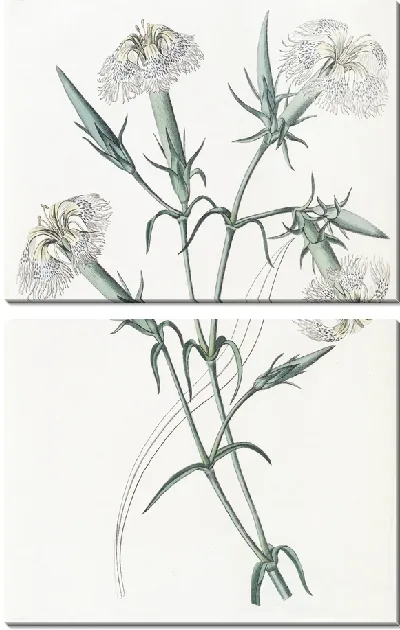 Картина Розовый Ливан (1815-1819)