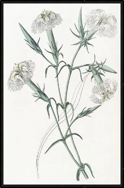 Картина Розовый Ливан (1815-1819)