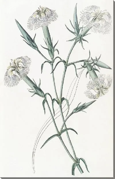 Картина Розовый Ливан (1815-1819)