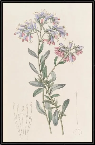 Картина Рок Баглосс (1815-1819)