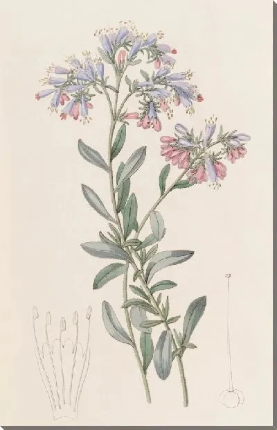 Картина Рок Баглосс (1815-1819)