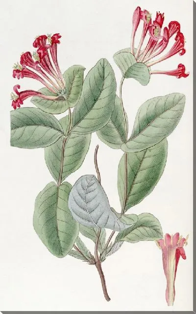 Картина Северо-западная жимолость (1815-1819)