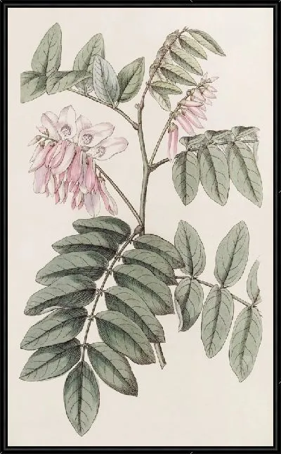 Картина Симпатичная Индиго (1815-1819)