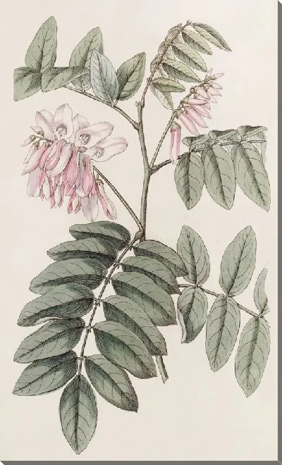 Картина Симпатичная Индиго (1815-1819)