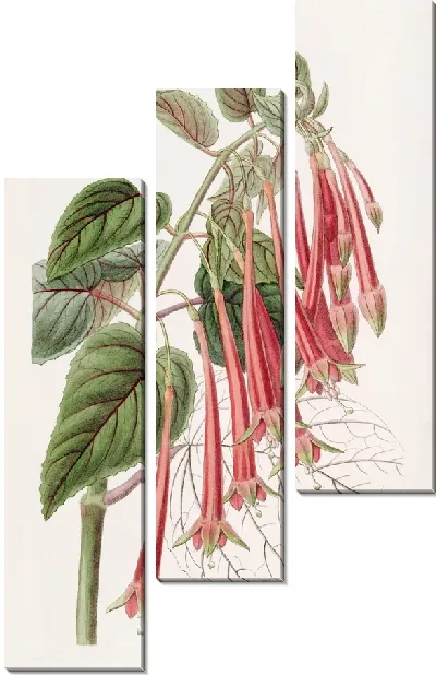 Картина Сияющая фуксия (1815-1819)