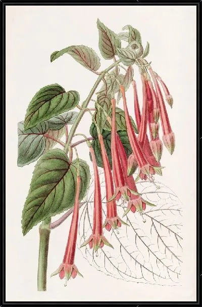 Картина Сияющая фуксия (1815-1819)