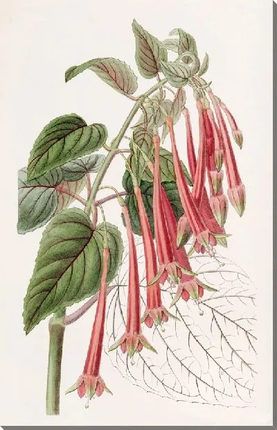 Картина Сияющая фуксия (1815-1819)