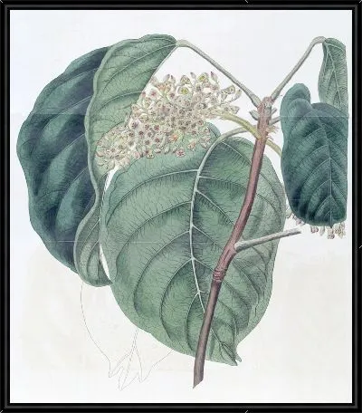 Картина Трагакантовое дерево Сьерра-Леоне (1815-1819 гг.)