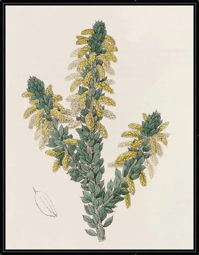 Картина Траурный плетень (1815-1819)