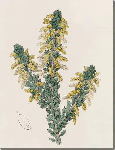 Картина Траурный плетень (1815-1819)