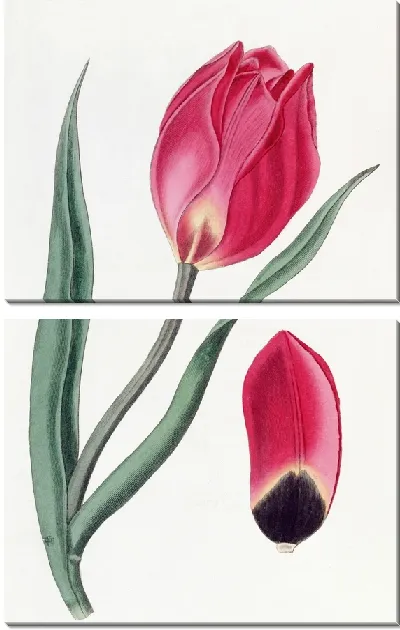 Картина Тюльпан Раннего Солнца (1815-1819)