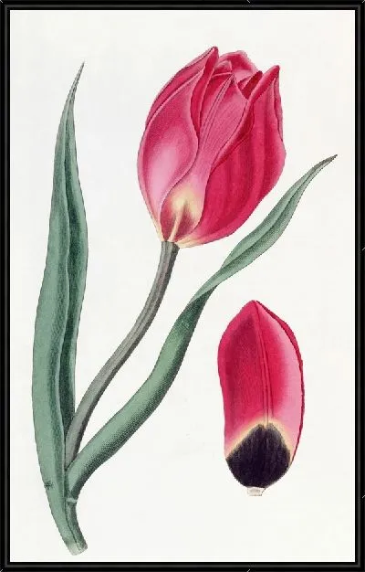 Картина Тюльпан Раннего Солнца (1815-1819)