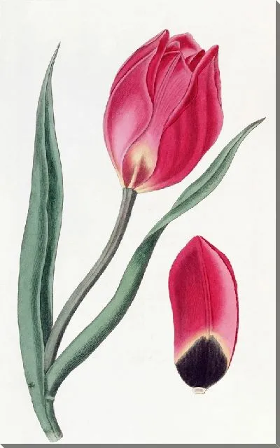 Картина Тюльпан Раннего Солнца (1815-1819)