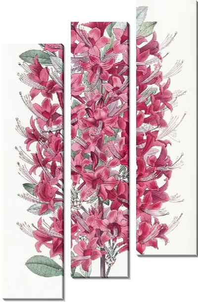 Картина Хайклер Алая Азалия (1815-1819)