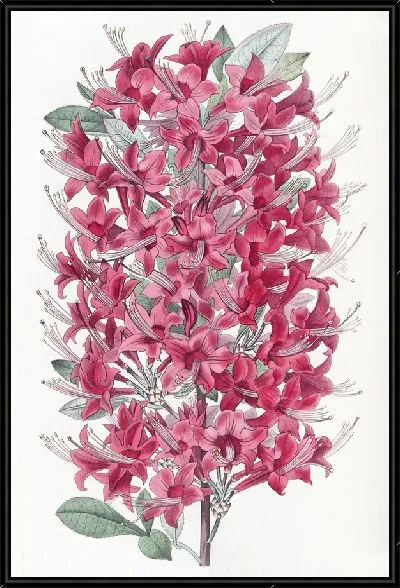 Картина Хайклер Алая Азалия (1815-1819)