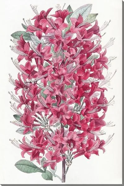 Картина Хайклер Алая Азалия (1815-1819)