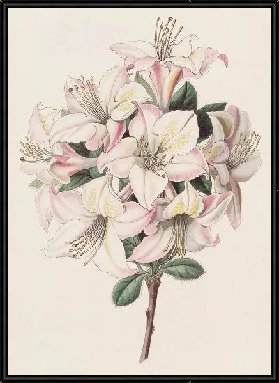 Картина Хайклерская Азалия (1815-1819)