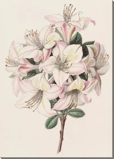 Картина Хайклерская Азалия (1815-1819)
