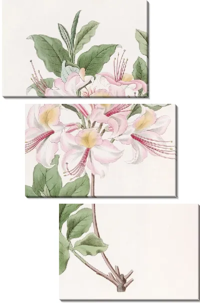 Картина Хайклерская румяная азалия (1815-1819)