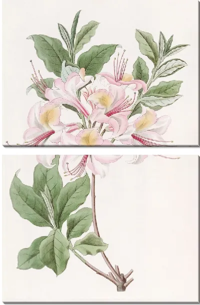 Картина Хайклерская румяная азалия (1815-1819)