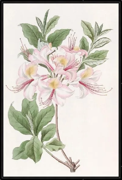 Картина Хайклерская румяная азалия (1815-1819)