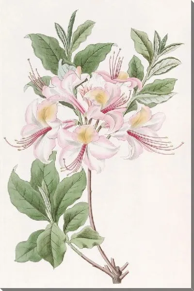 Картина Хайклерская румяная азалия (1815-1819)