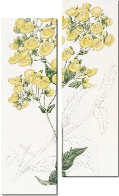 Картина Цветок-башмачок Чилоэ (1815-1819)
