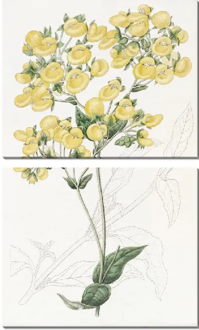 Картина Цветок-башмачок Чилоэ (1815-1819)
