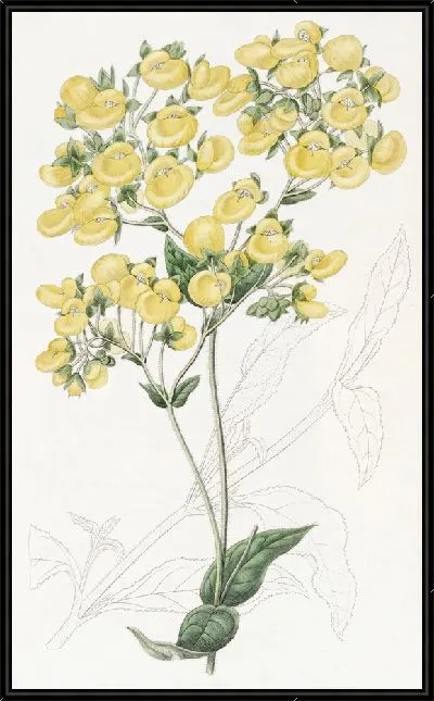 Картина Цветок-башмачок Чилоэ (1815-1819)