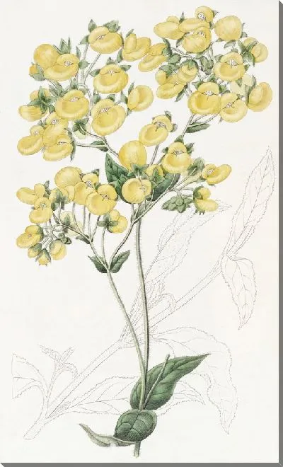 Картина Цветок-башмачок Чилоэ (1815-1819)