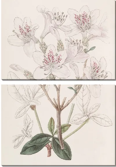 Картина Чешуйчатая Азалия (1815-1819)