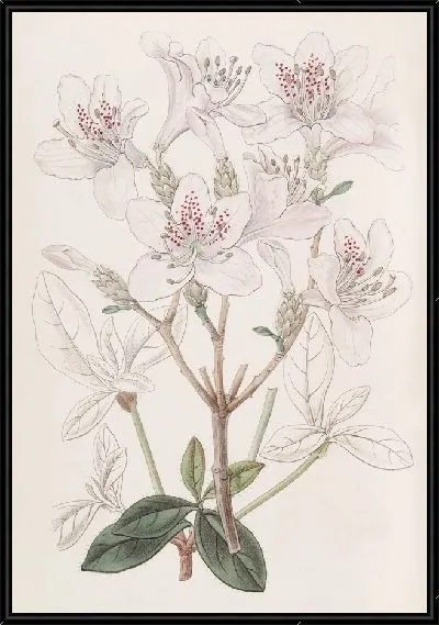 Картина Чешуйчатая Азалия (1815-1819)