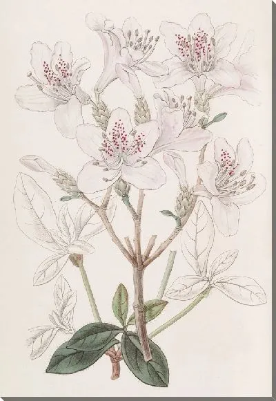 Картина Чешуйчатая Азалия (1815-1819)