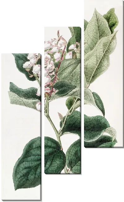 Картина Шаллон Гаутерия (1815-1819)