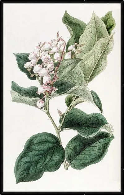 Картина Шаллон Гаутерия (1815-1819)