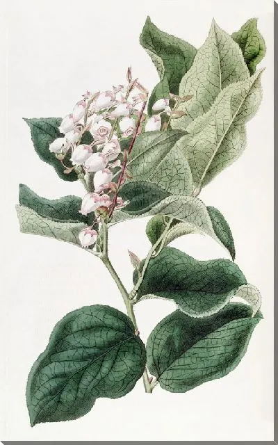 Картина Шаллон Гаутерия (1815-1819)