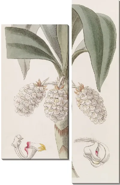 Картина Шерстяник узкоголовый (1815-1819)