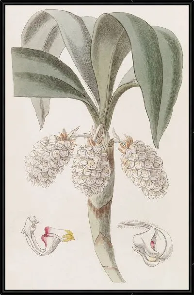 Картина Шерстяник узкоголовый (1815-1819)