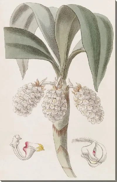 Картина Шерстяник узкоголовый (1815-1819)