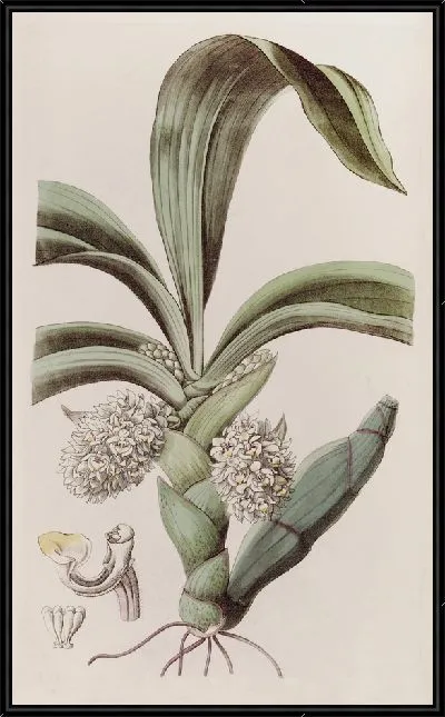 Картина Шерстяница узкоголовая. (1815-1819)