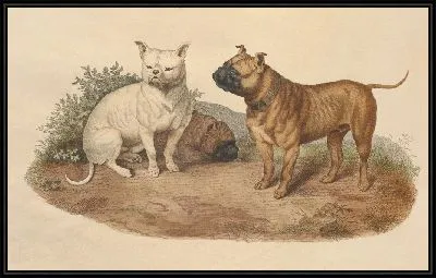 Картина Бульдог (1800)