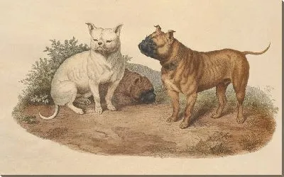 Картина Бульдог (1800)