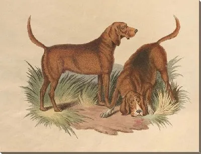 Картина Кровавая гончая (1800)