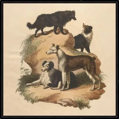 Пастушья собака и дворняжка (1800 г.)