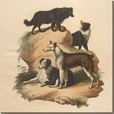 Пастушья собака и дворняжка (1800 г.)