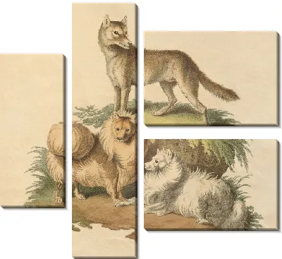 Картина Собака Нового Южного Уэльса и померанский шпиц (1800 г.)