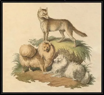 Картина Собака Нового Южного Уэльса и померанский шпиц (1800 г.)