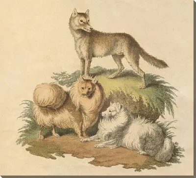 Картина Собака Нового Южного Уэльса и померанский шпиц (1800 г.)