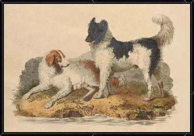 Собака Ньюфаундленд (1800 г.)