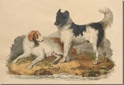 Собака Ньюфаундленд (1800 г.)